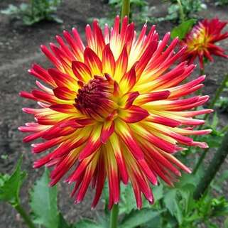 Георгина кактусовая Weston Spanish Dancer (Вестон Спэниш Дансер)