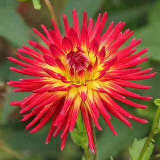 Георгина кактусовая Weston Spanish Dancer (Вестон Спэниш Дансер)