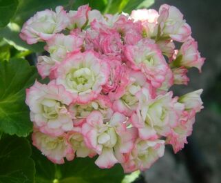 Пеларгония Apple Blossom Rosebud