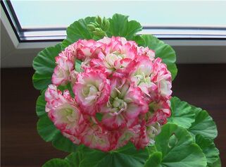 Пеларгония Apple Blossom Rosebud