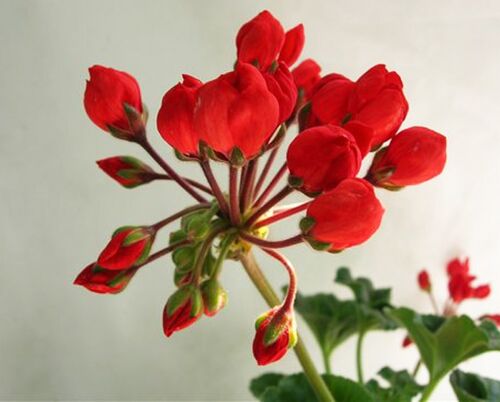Пеларгония Conny