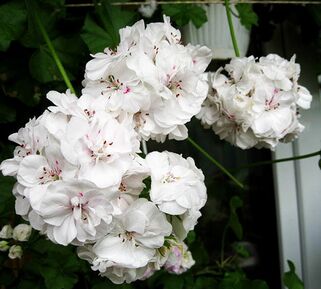 Пеларгония плющелистная PAC White Pearl