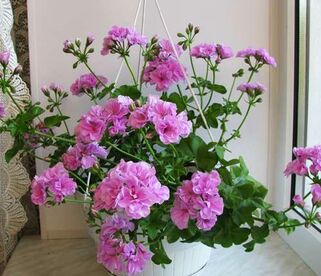 Пеларгония плющелистная PAC Lilac Rose