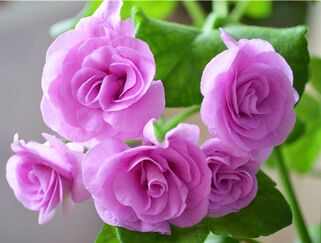 Пеларгония плющелистная PAC Lilac Rose