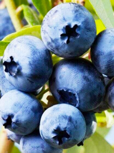 Голубика North blue (Норт Блю)