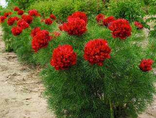 Пион травянистый Tenuifolia Rubra Plena (Тенуфолия Рубра Плена)