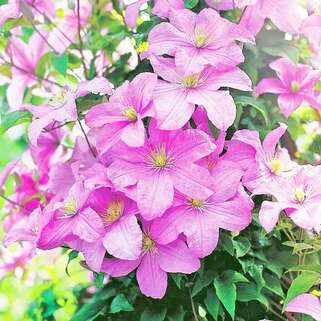 Клематис Comtesse de Bouchaud (Комтесс де Бушо) 3 группа