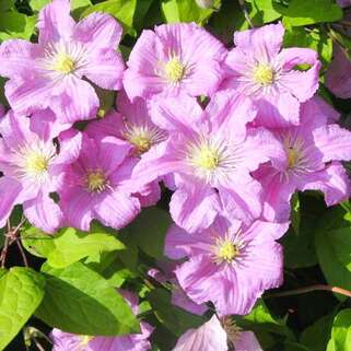 Клематис Comtesse de Bouchaud (Комтесс де Бушо) 3 группа