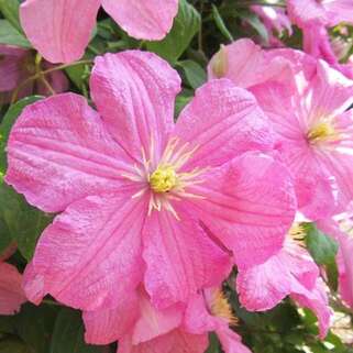 Клематис Comtesse de Bouchaud (Комтесс де Бушо) 3 группа