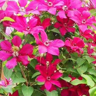 Клематис Kardуnal Wyszynski (Кардинал Вышинский) 3 группа