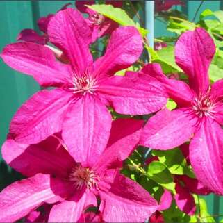 Клематис Kardуnal Wyszynski (Кардинал Вышинский) 3 группа