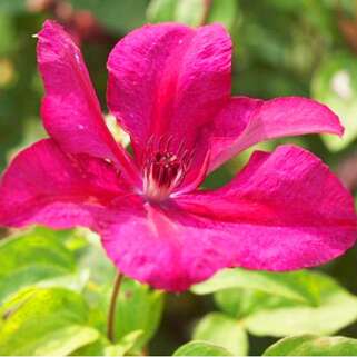 Клематис Kardуnal Wyszynski (Кардинал Вышинский) 3 группа