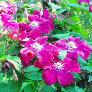 Клематис Kardуnal Wyszynski (Кардинал Вышинский) 3 группа