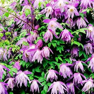 Клематис альпийский Purple Dream (Перпл Дрим) 1 группа 