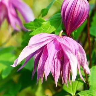 Клематис альпийский Purple Dream (Перпл Дрим) 1 группа 