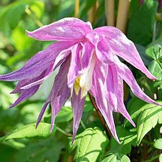 Клематис альпийский Purple Dream (Перпл Дрим) 1 группа 