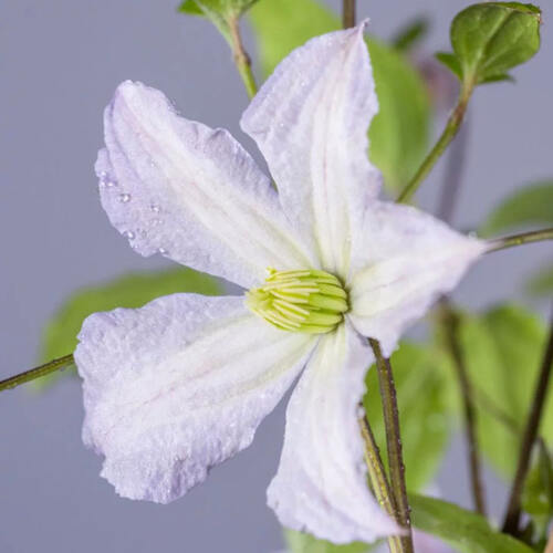 Клематис White Prince Charles (Уайт Принз Чарльз) 3 группа