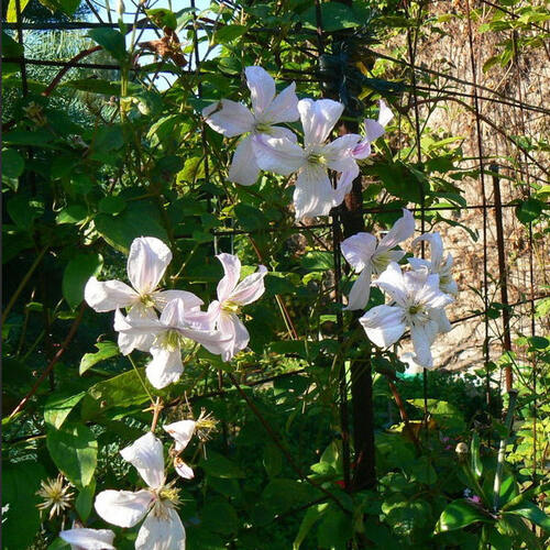 Клематис White Prince Charles (Уайт Принз Чарльз) 3 группа