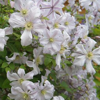 Клематис White Prince Charles (Уайт Принз Чарльз) 3 группа