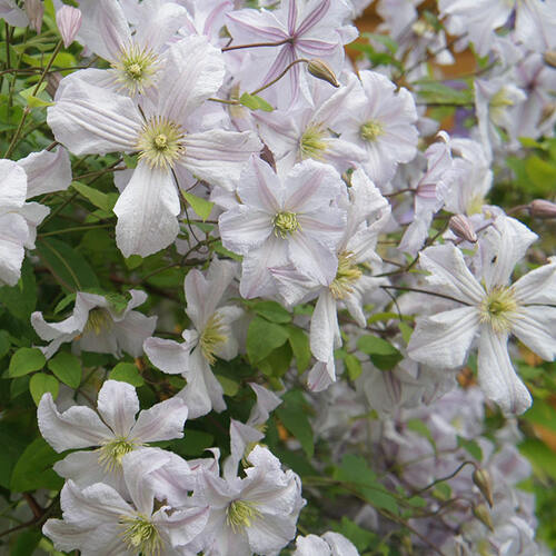 Клематис White Prince Charles (Уайт Принз Чарльз) 3 группа