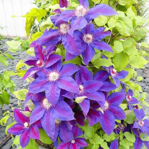 Клематис Wildfire (Уайлдфайер) 2 группа