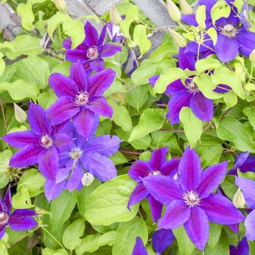 Клематис Wildfire (Уайлдфайер) 2 группа