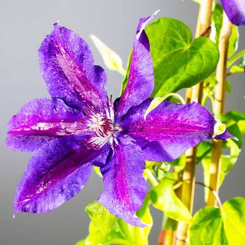 Клематис Wildfire (Уайлдфайер) 2 группа