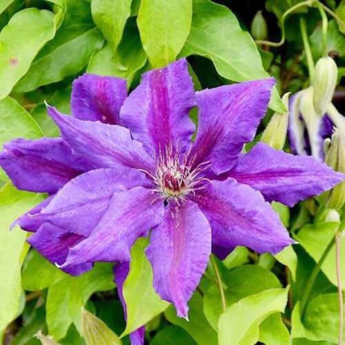 Клематис Wildfire (Уайлдфайер) 2 группа