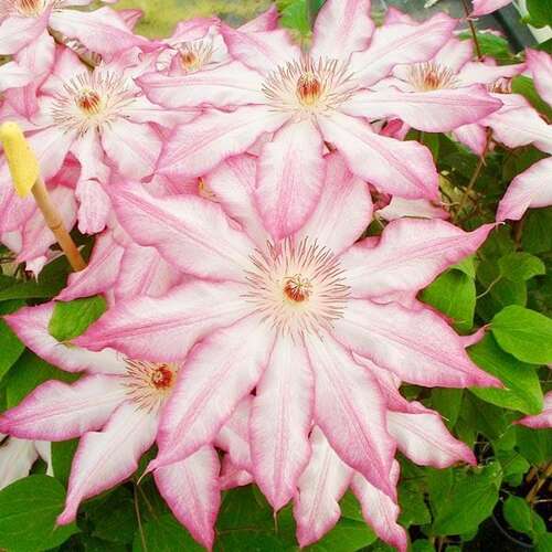 Клематис Tae 2 группа