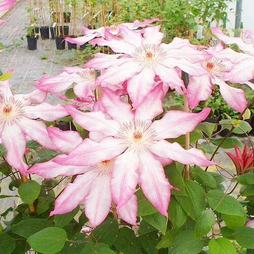 Клематис Tae 2 группа