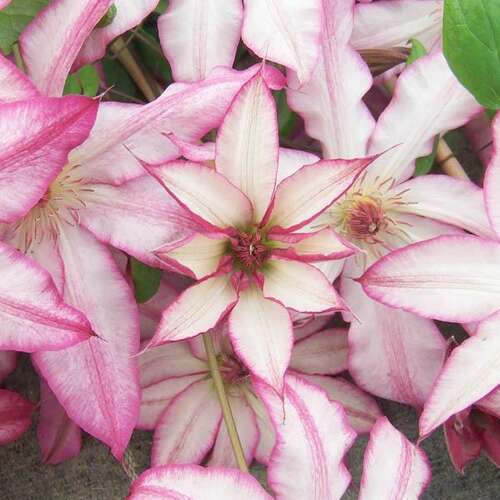 Клематис Tae 2 группа