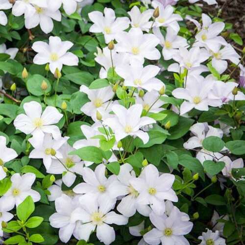 Клематис Huldine (Хулдайн) 3 группа