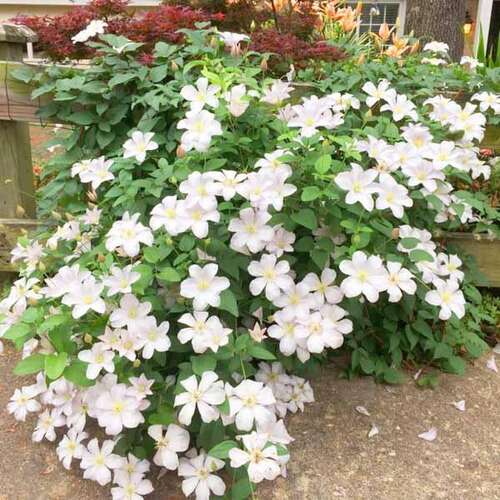 Клематис Huldine (Хулдайн) 3 группа