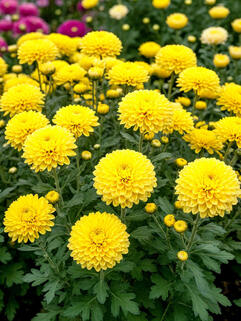 Хризантема корейская Золотистая