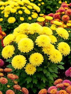 Хризантема корейская Золотистая
