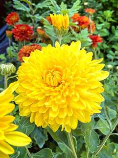 Хризантема корейская Золотистая