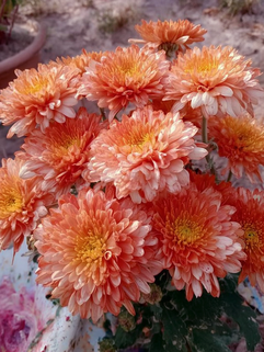 Хризантема мультифлора Бранбич Корал