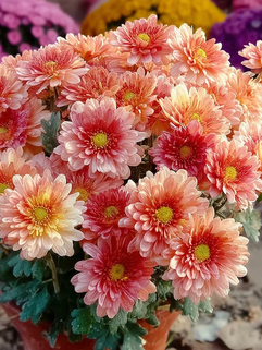 Хризантема мультифлора Бранбич Корал