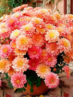 Хризантема мультифлора Бранбич Корал
