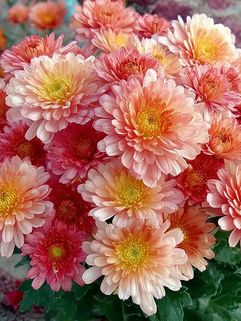 Хризантема мультифлора Бранбич Корал