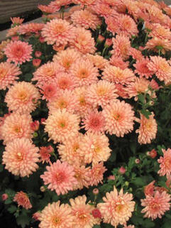 Хризантема мультифлора Бранбич Корал