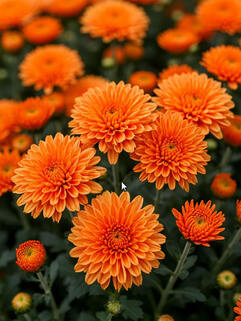 Хризантема мультифлора Sanbeam Orange (Санбим Оранж)