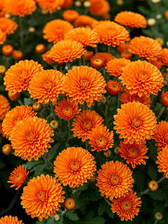 Хризантема мультифлора Sanbeam Orange (Санбим Оранж)