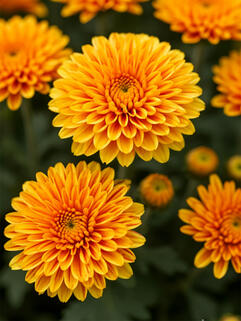 Хризантема мультифлора Конако Оранж