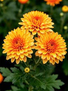 Хризантема мультифлора Конако Оранж