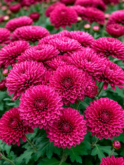 Хризантема мультифлора Lucky Purple (Лаки Пурпл)