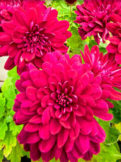 Хризантема мультифлора Lucky Purple (Лаки Пурпл)