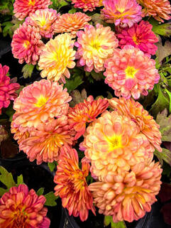 Хризантема мультифлора Фрутис Карамель