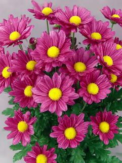 Хризантема горшечная Pemba Purple ( Пемба Пурпл)