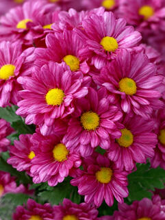 Хризантема горшечная Pemba Purple ( Пемба Пурпл)